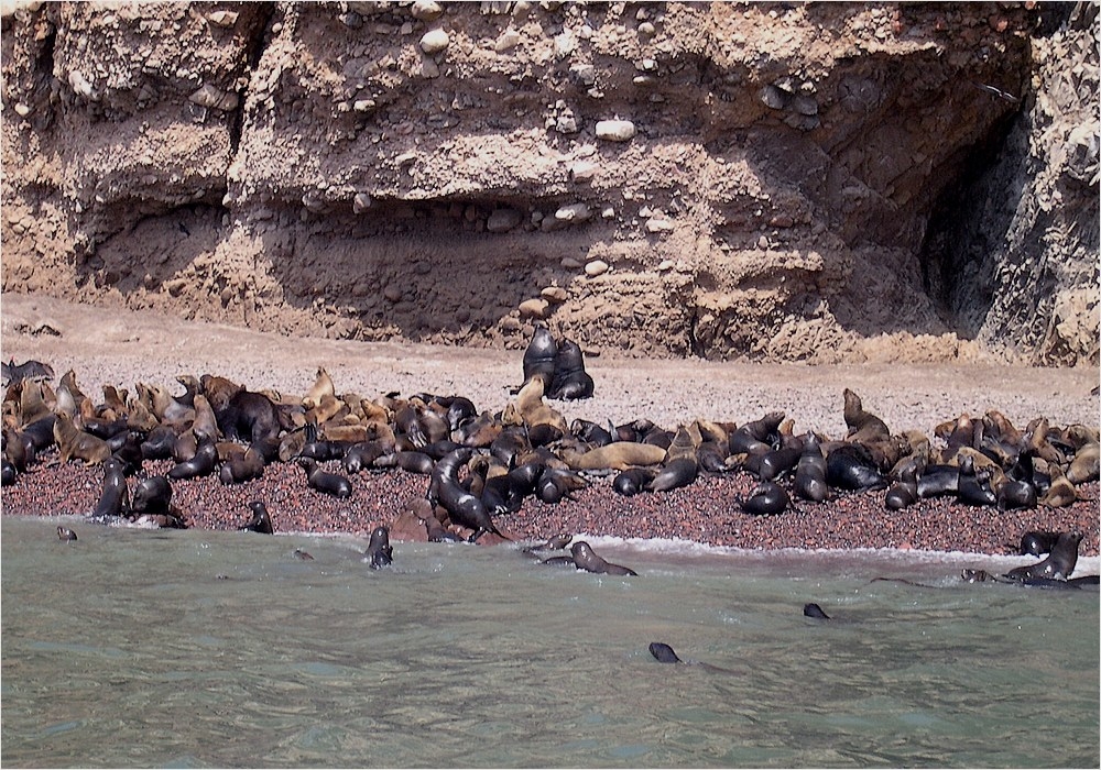 859418534_85-otaries1000.jpg.c57e87f3f9dcb5c0996e92ff4849fe1f.jpg