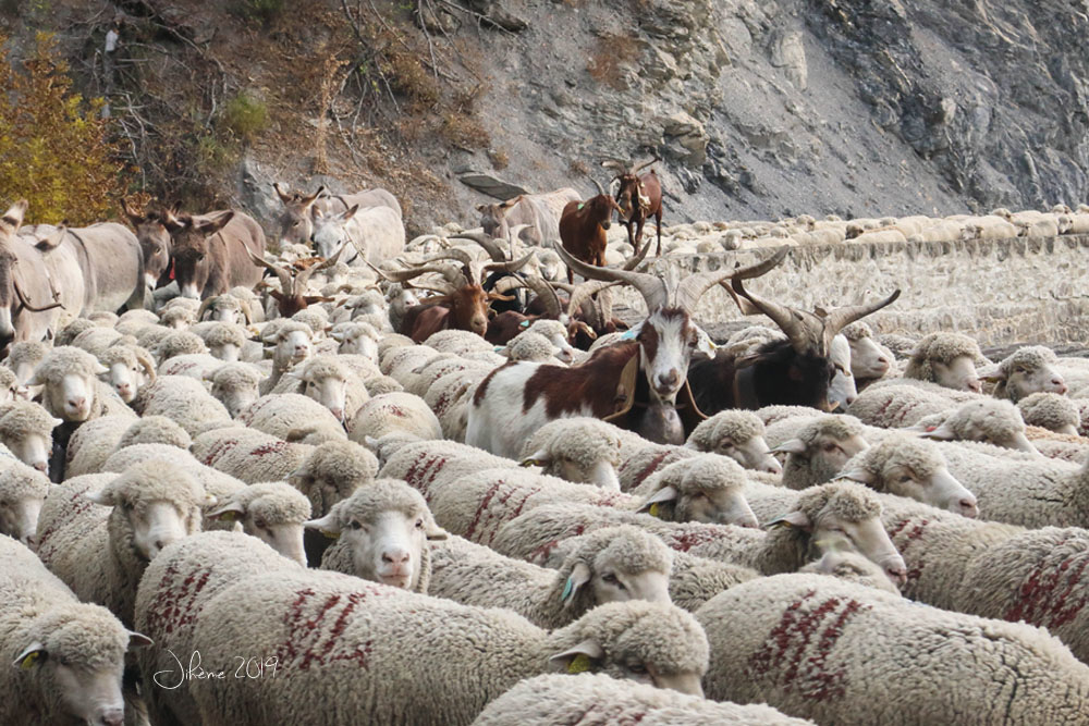 91018779_2019transhumance.jpg.e78bdf17678f04ebd8bac4651cb0763f.jpg