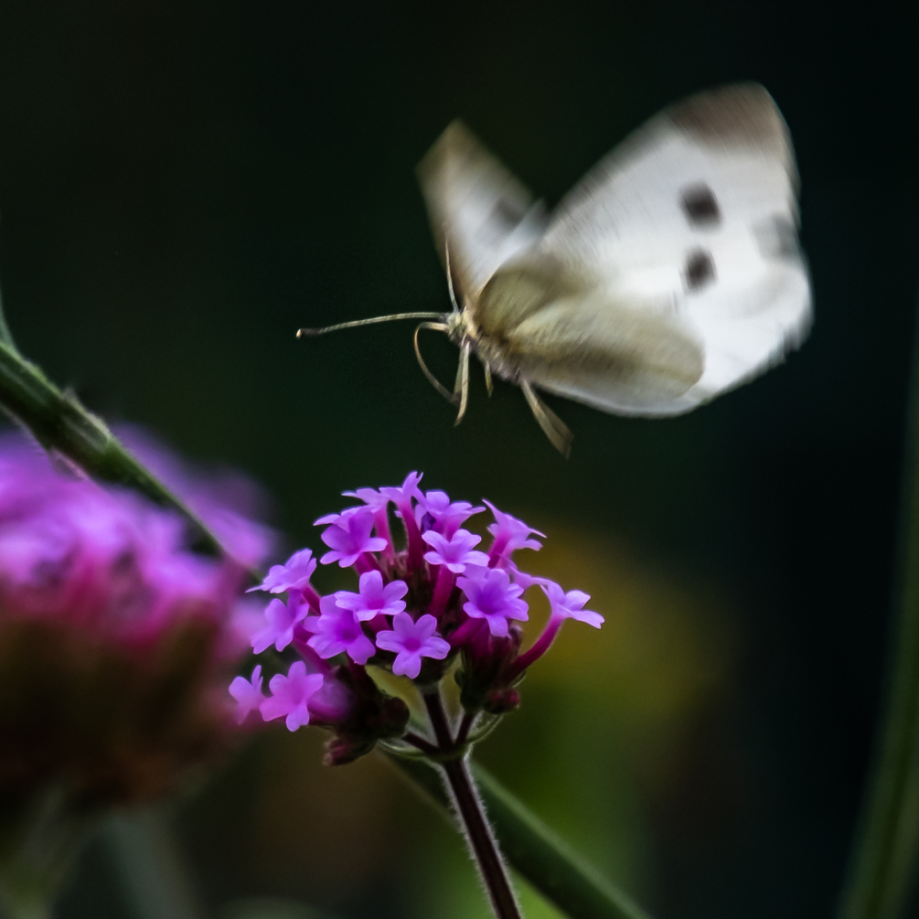 DSCF1559.jpg