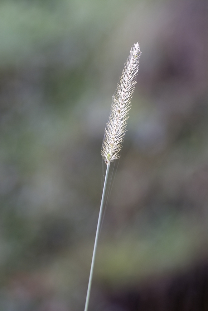 DSC_9745.jpg.a9e9ca69f4fb05be6fada38316c40519.jpg