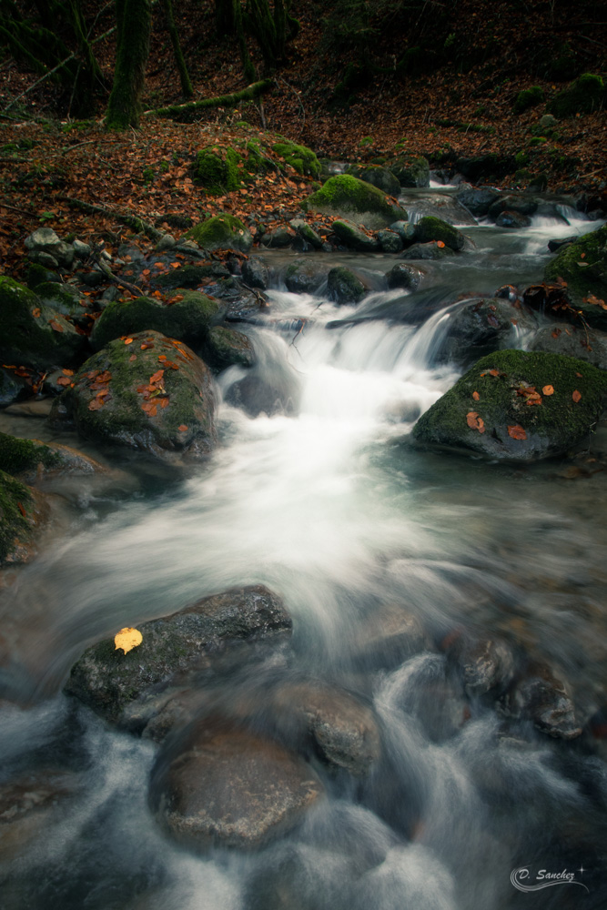 IMG_4989-Modifier.jpg.854e9c953bea87bc16d848990ee956bb.jpg