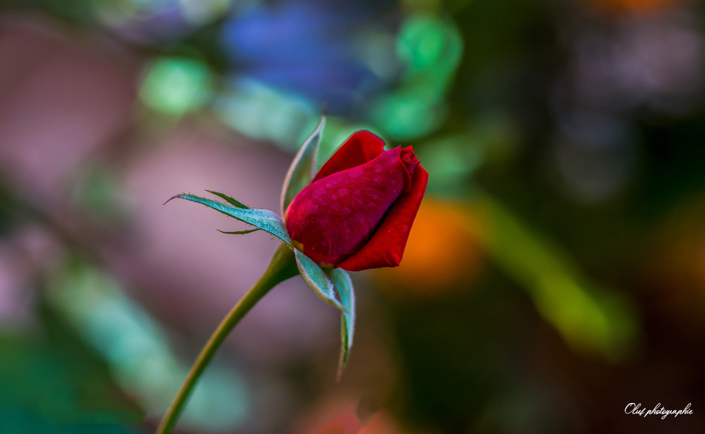 _SON9754.jpg.16e04a3d45664112cd5533b1c9b265e1.jpg