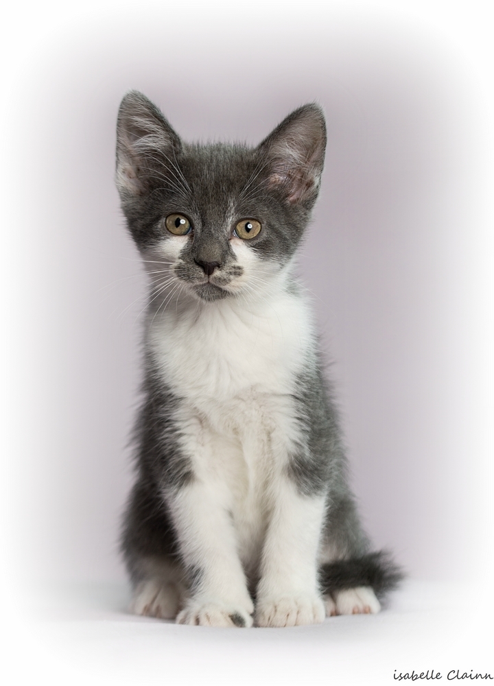 chatonB11fp.jpg