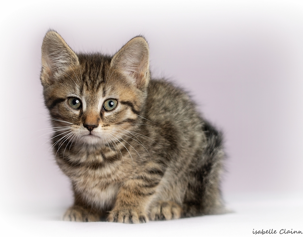 chatonB13fp.jpg