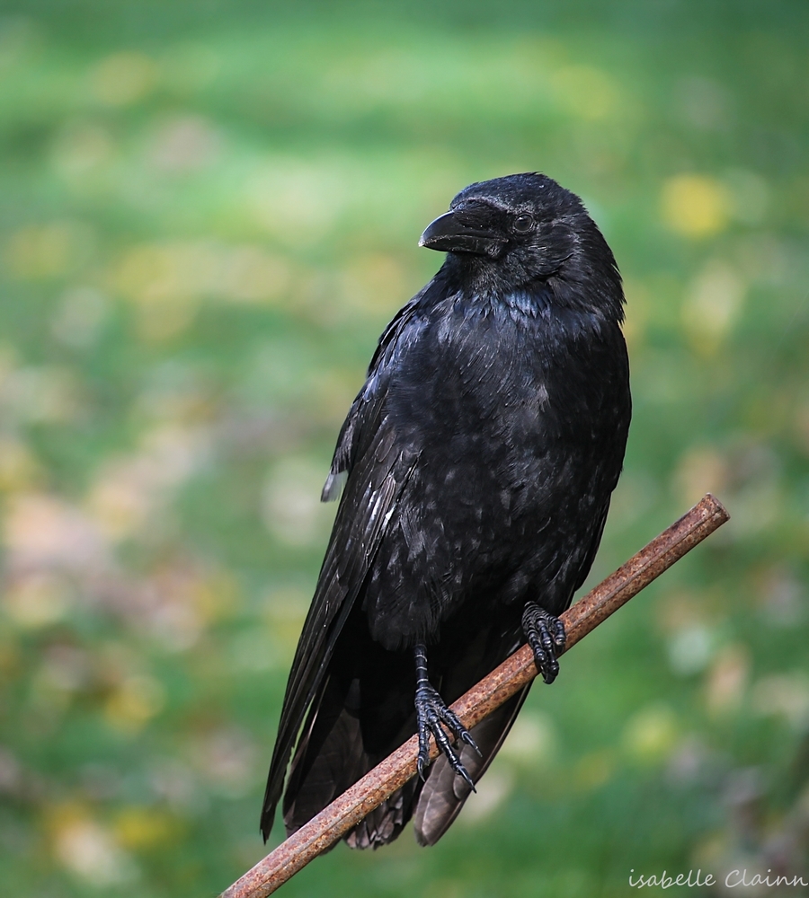 corbeau fp.jpg