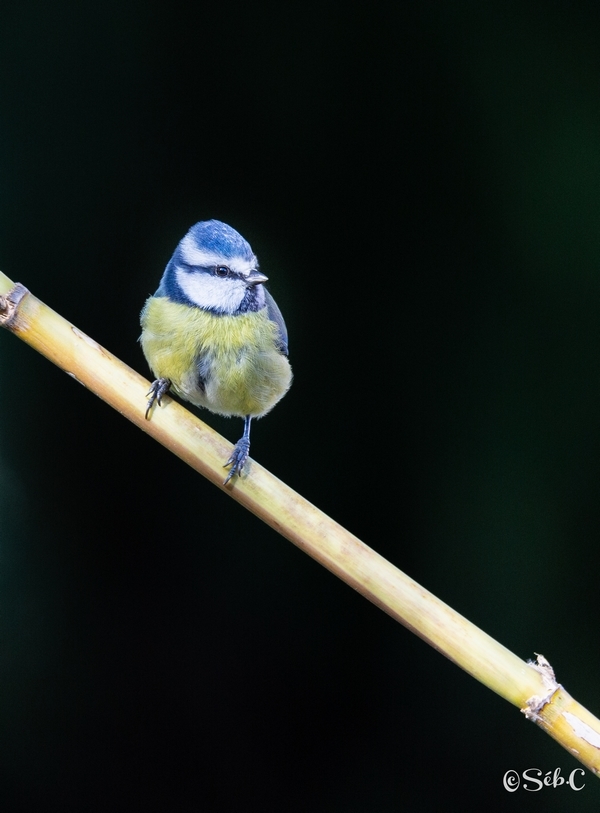 Mésange bleue 2.jpg