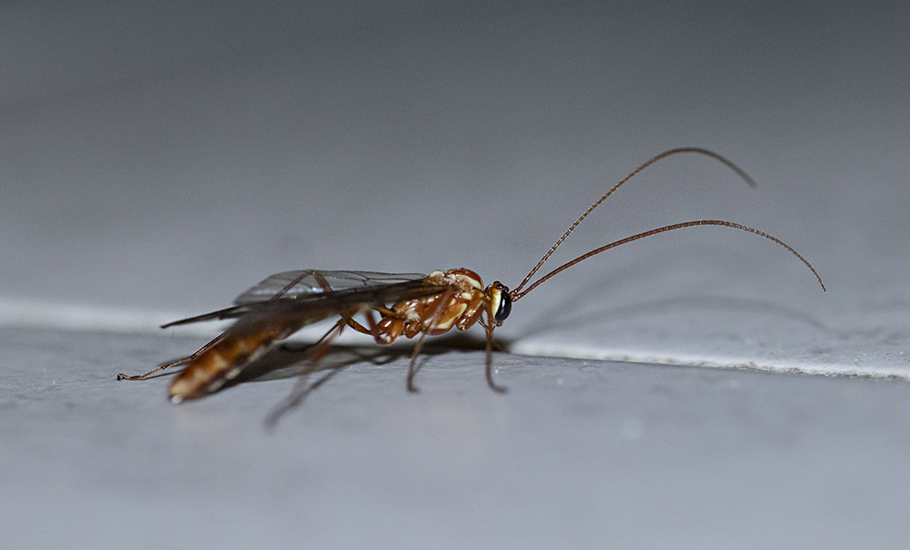 2131899536_Etrangeinsecte_1.JPG.2050c964ec9902fdec0c198ccbc4c78f.JPG