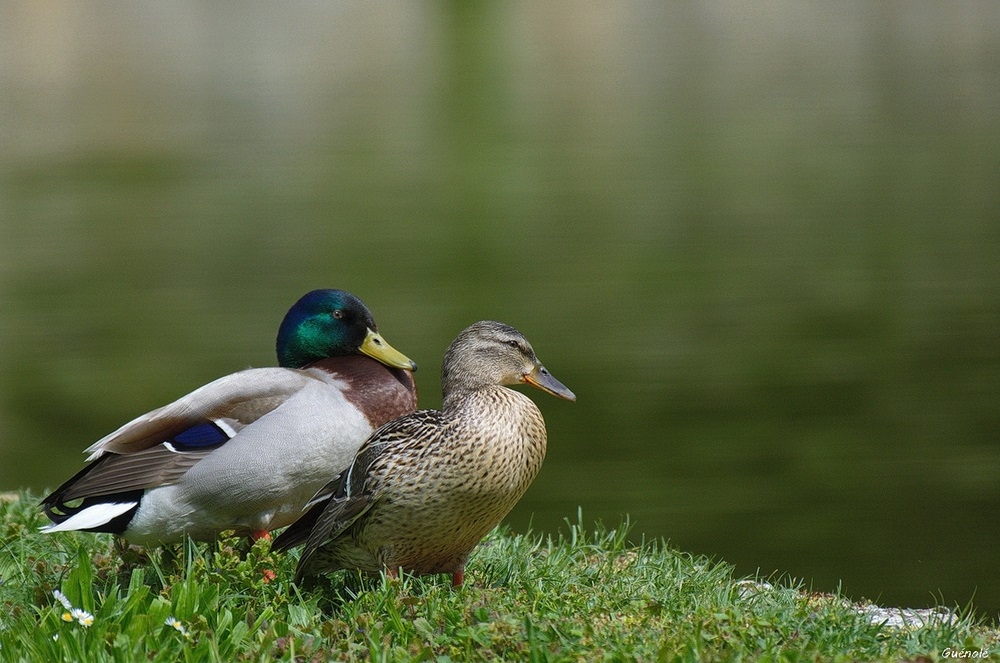 311263557_Unbienjolicouple.._1000.jpg.9a1c7a492a5b201ebdc9fe76059e35bf.jpg