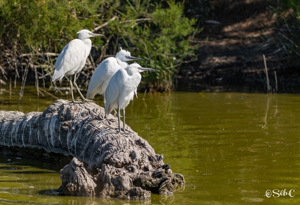 Aigrette garzette 2.jpg