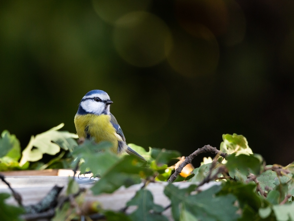 Mésange bleue.jpg