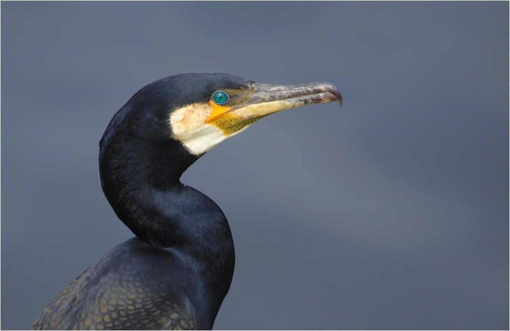 IMG_7505-cormoran-1000.jpg.73068a7140a3e14cab3f9092cf102aa0.jpg
