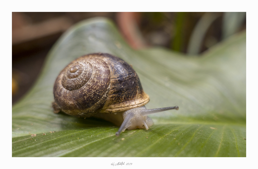 _DSC0175.jpg.390ee7ef74f515b0d450cbe4c7e52187.jpg