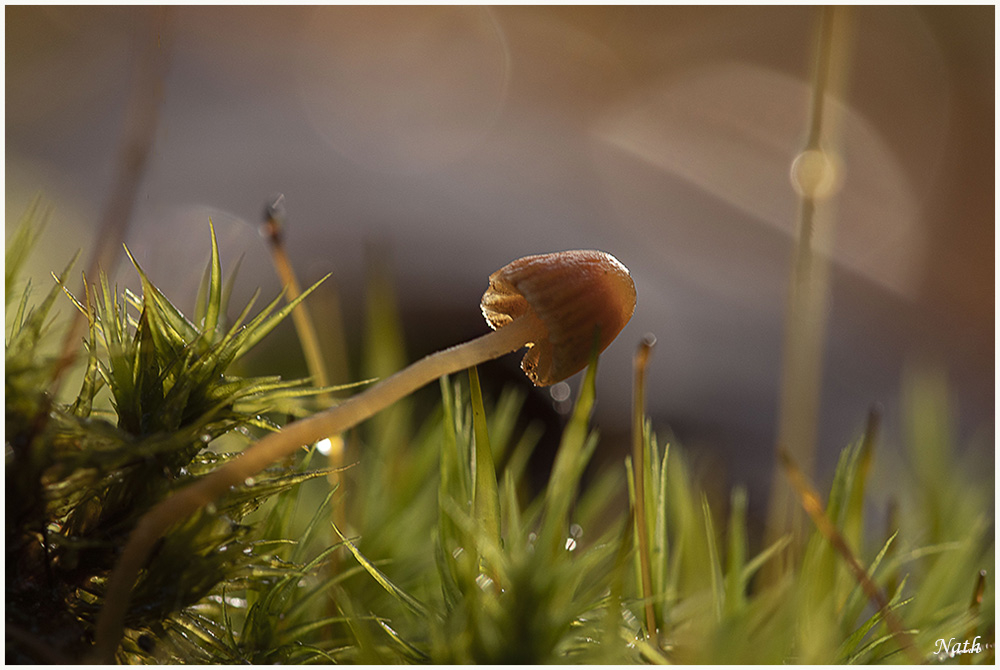 champignon.JPG.f0413879bd6beae03c1cff289cc7f501.JPG
