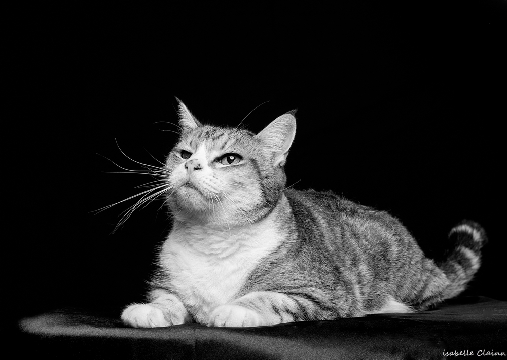 décembre 17fp.jpg