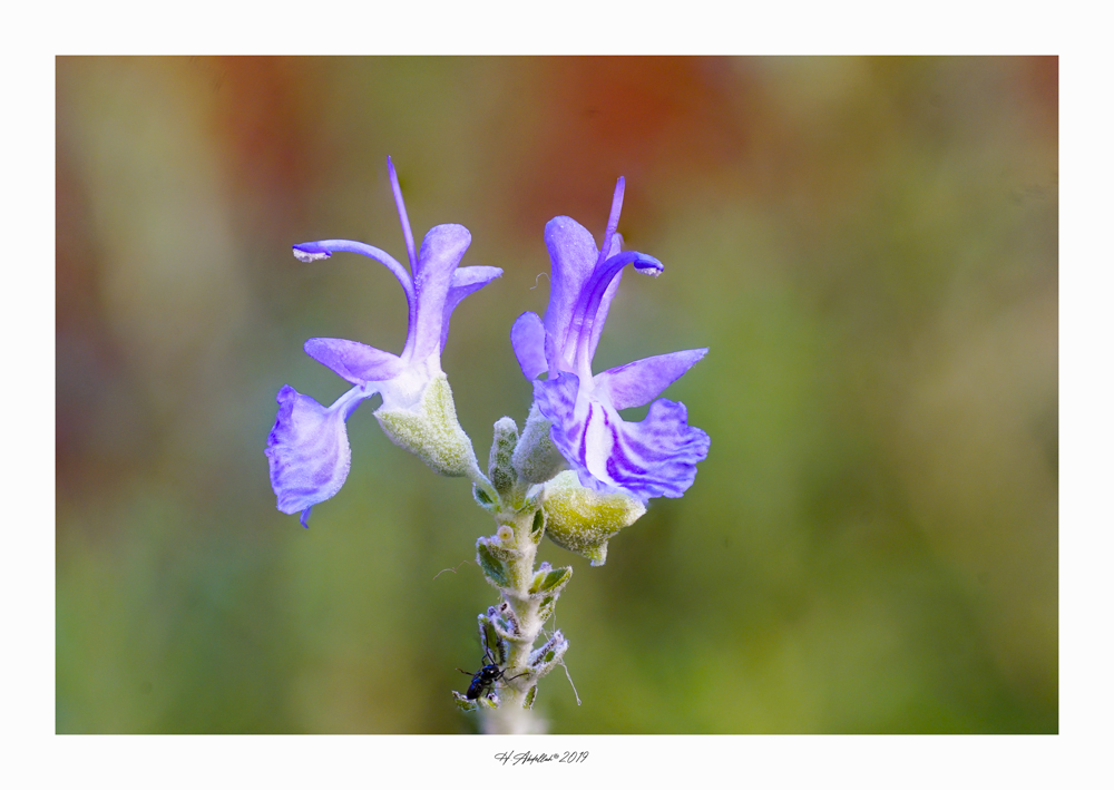 fleurromarin.jpg.3d30cf8b212239d738c727e04afc122a.jpg