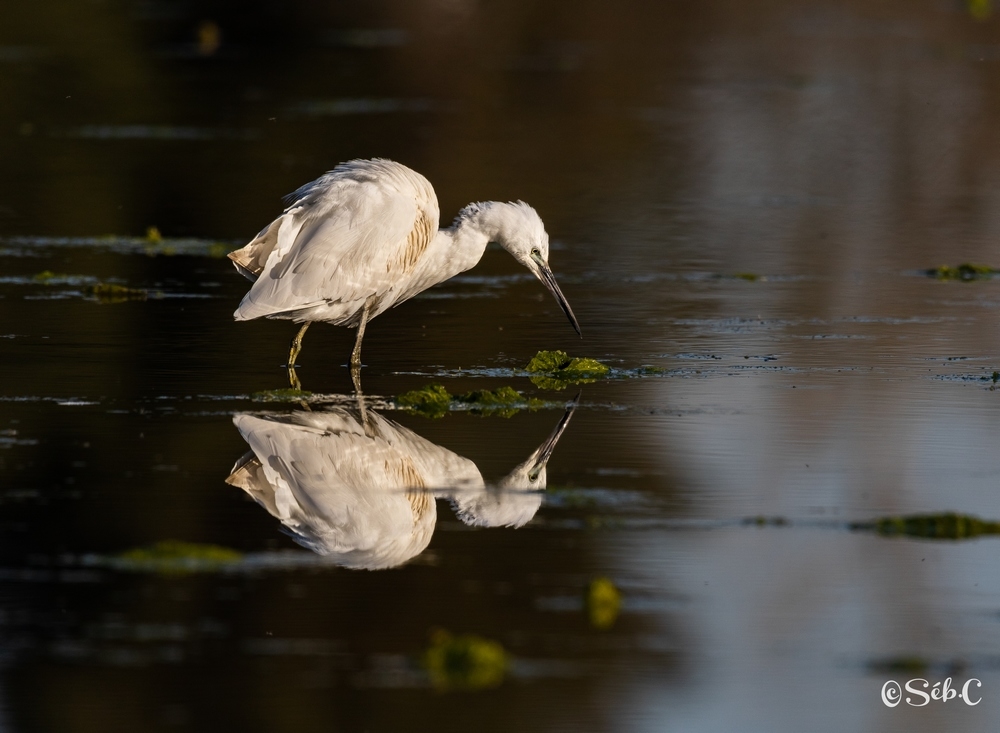 Aigrette garzette.jpg