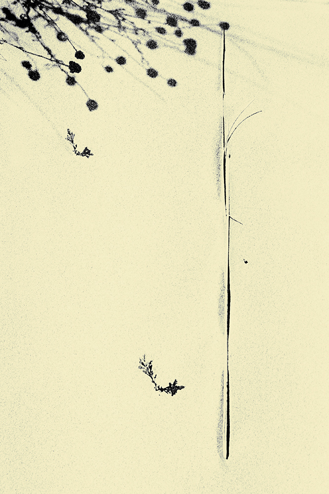 1472620717_haikuII.jpg.c9603274d6b75c10b0a554bb1c056a7a.jpg