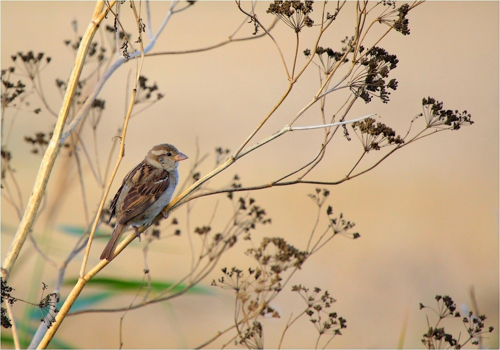 295087631_IMG_9176-moineau-1000a.jpg.579a0322a7a45ee89d198e1824efbed8.jpg