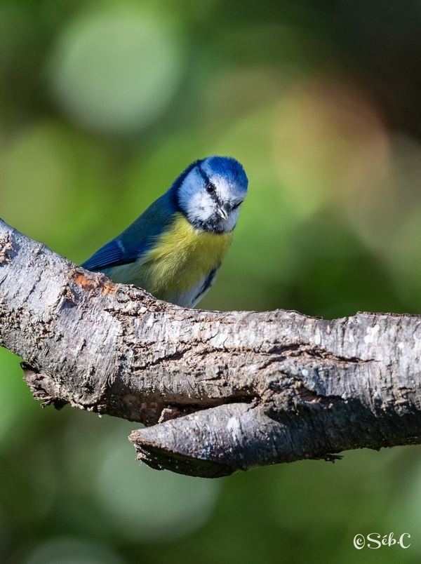 Mésange bleue 3.jpg