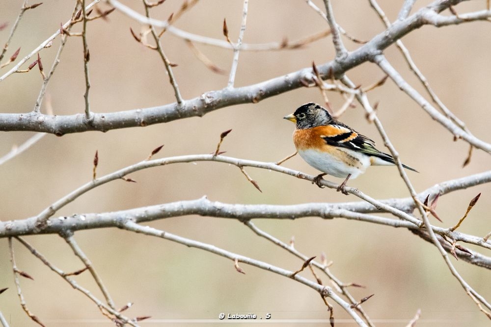 7d-10640.jpg.7a05799a8d214723c0f73aeb086468c5.jpg