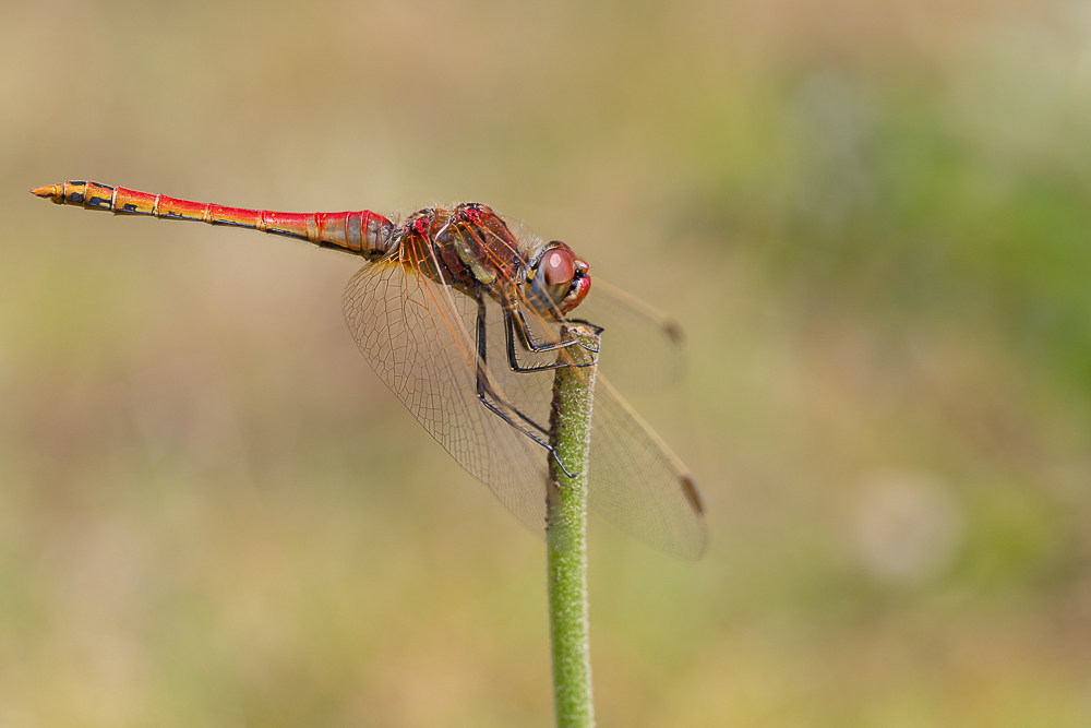Libellule-2.jpg.d619760c62247132afa378710683f4a5.jpg