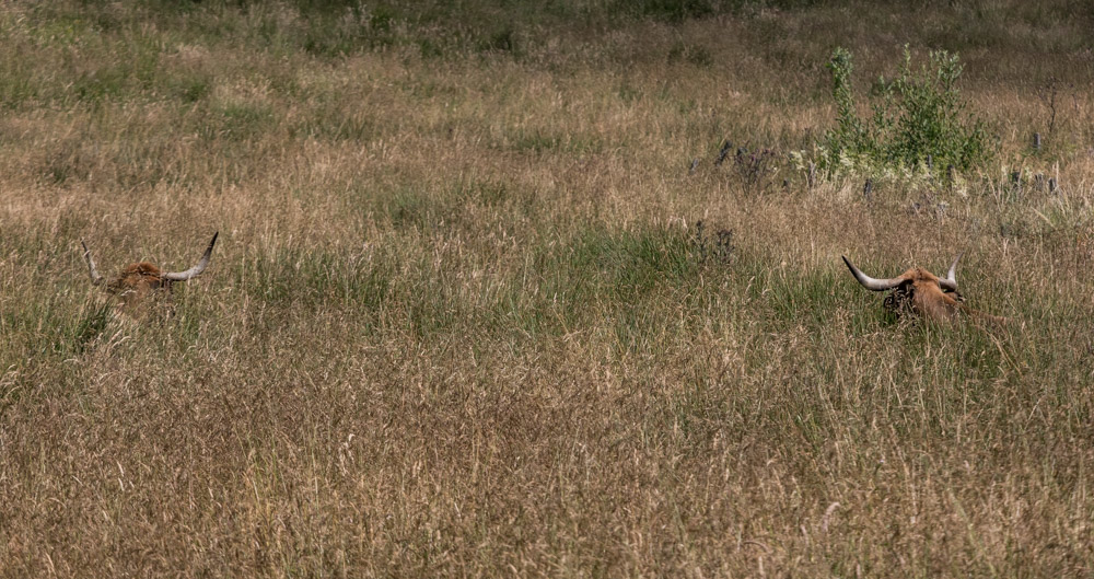 Les deux cocus - Photo animalière - Forumdephotos.com
