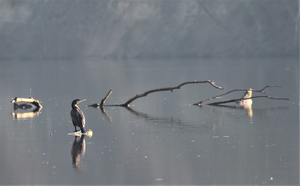 cormoran1.JPG.30155a09493da0cc607694c6bb454e04.JPG