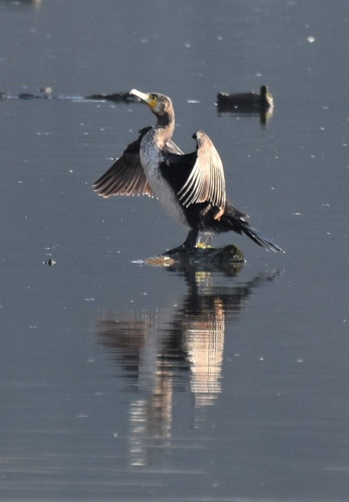 cormoran5..JPG.940c30ed9c6a1f42a6b6aef09b735d9f.JPG