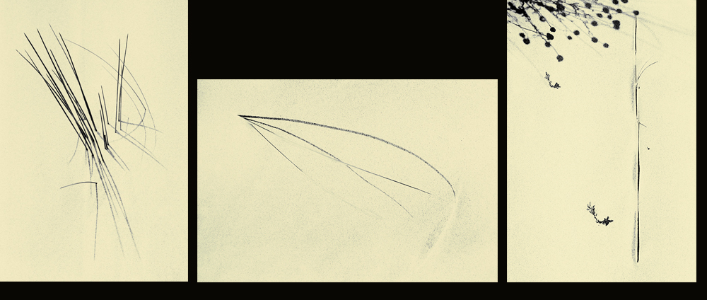 haiku.jpg.ab86d8c2b36ffe36d62744bfcde1a9b6.jpg