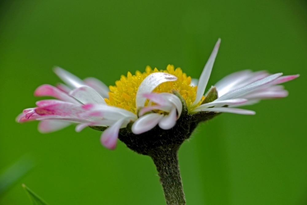 1112459997_MargueriteforumDSC1193.jpg.b3cb03cc6911be7c6982415f941f2eb4.jpg