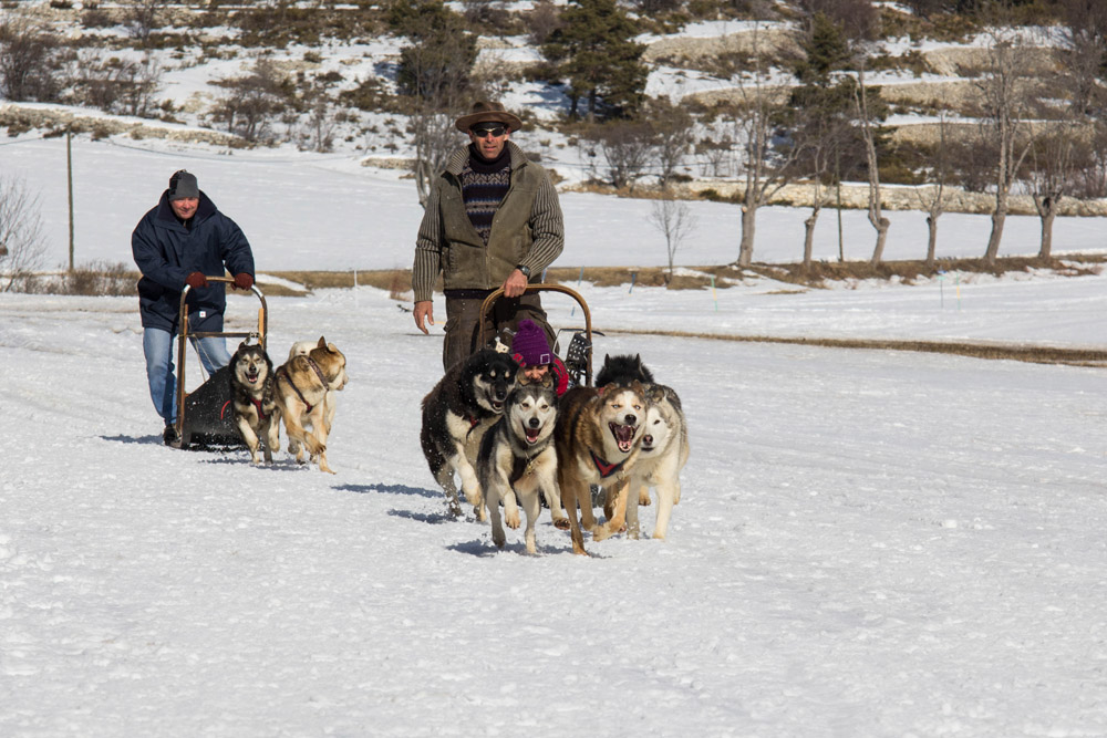 1927849486_2020Huskysattelageenmouvement.jpg.aa0877a113fc9e30aae979814756c05c.jpg