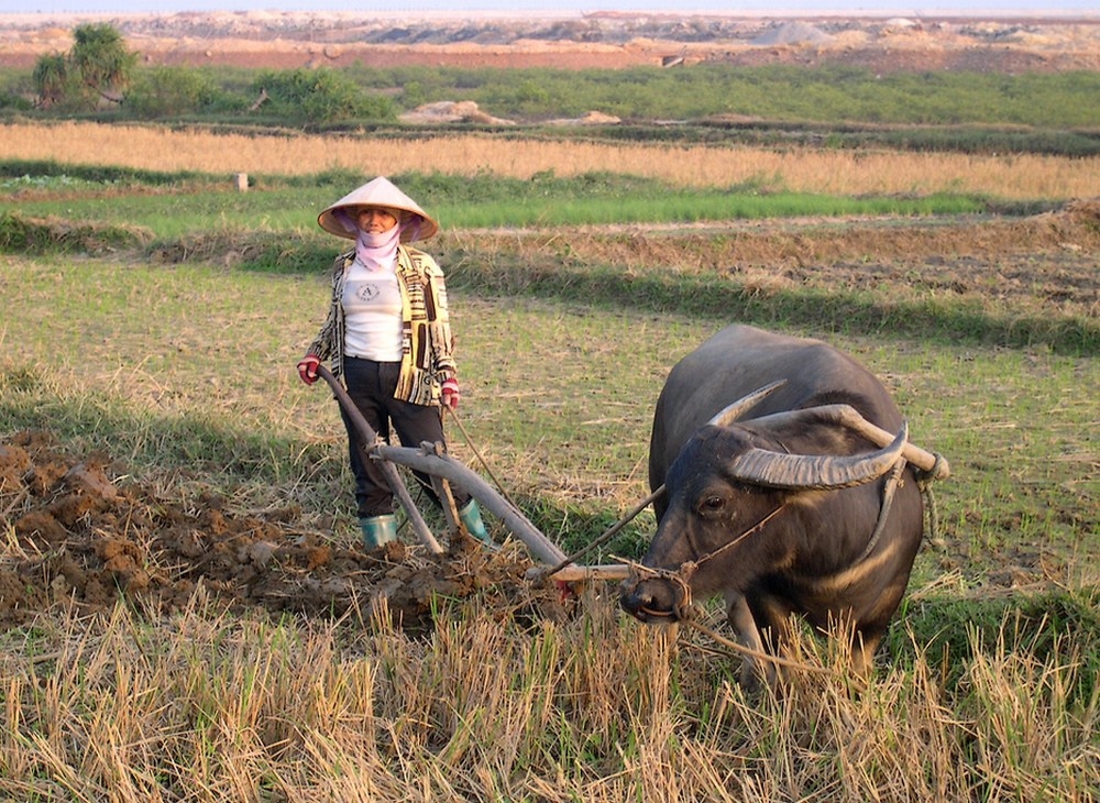 449010759_DSCN5418-viet1000.JPG.252f8296a363916025034ae333310ac4.JPG