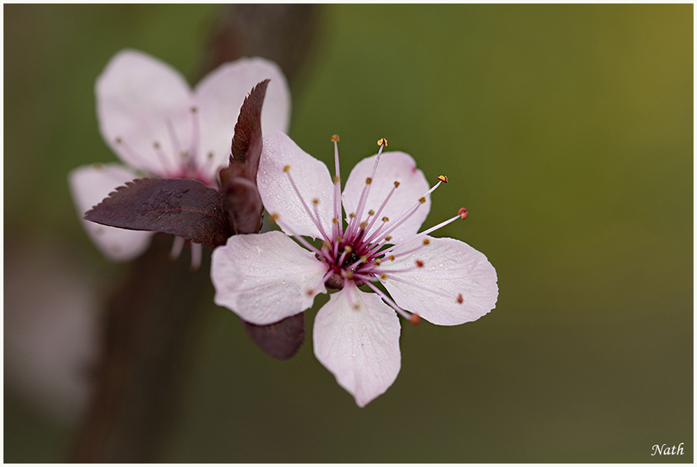 927910496_Cerisierfleurs_8.JPG.da26fb72bee9dfa996b2fe30867e9715.JPG