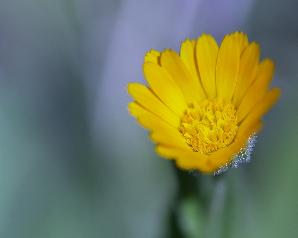DSC_9876.jpg.47ec835d9a43f93ae2449764ae4177ea.jpg