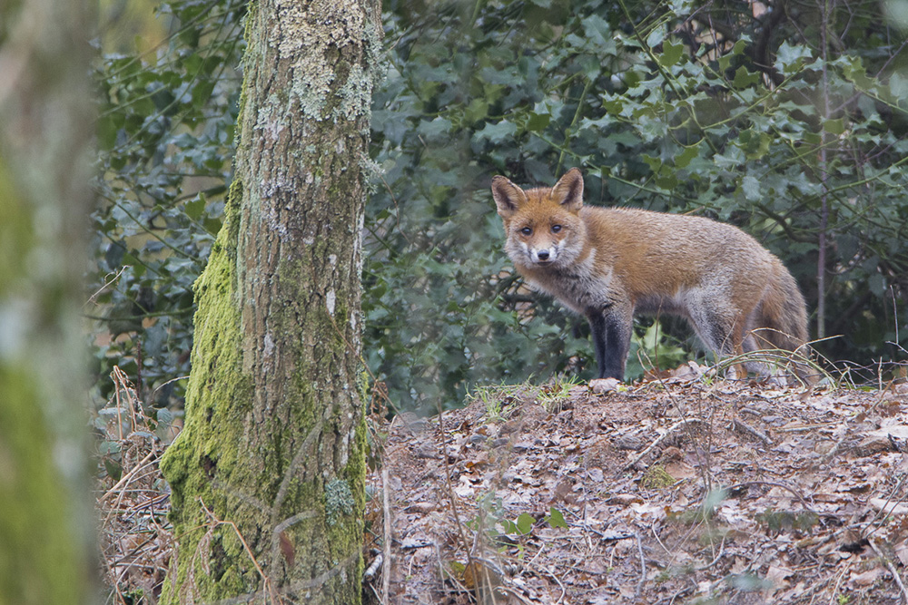 Renard_1.jpg.886e215f6a3ae4886cc458267110df69.jpg