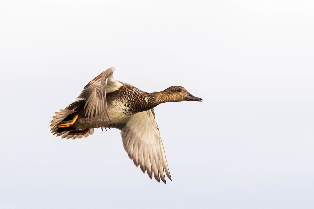 1243266486_Canard2.jpg.4e98aeda42dc33bc8e30092366de1b87.jpg