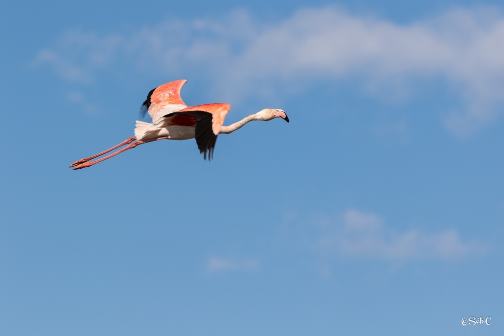 Flamant rose 2.jpg