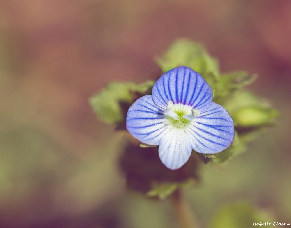 fleurs D.jpg