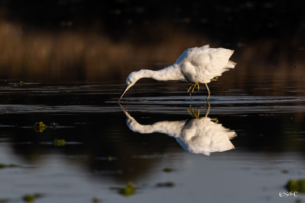 Aigrette garzette 3.jpg