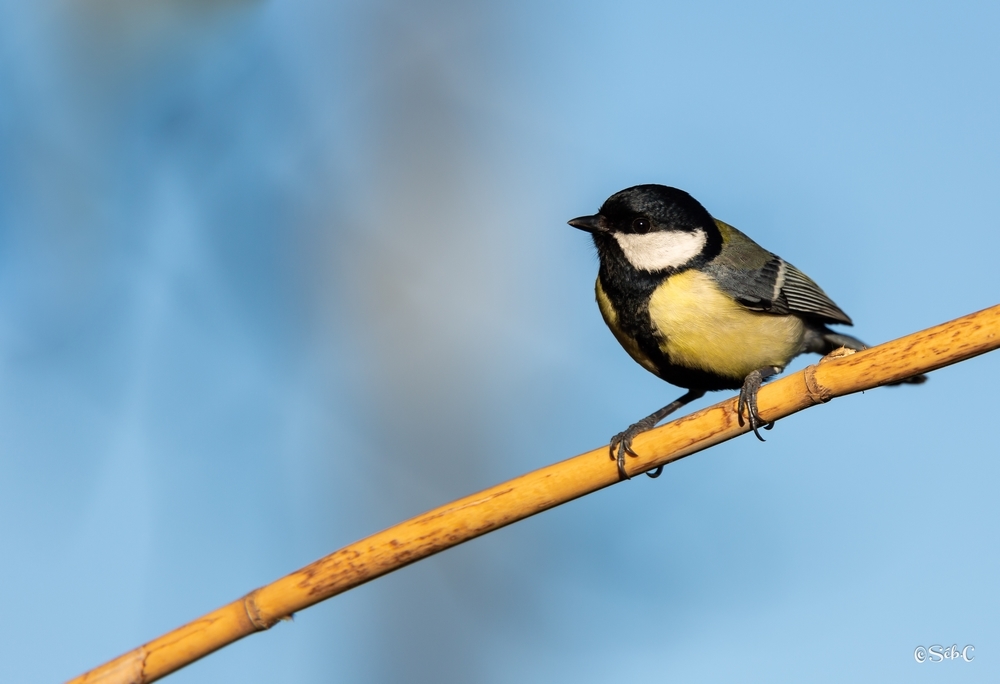 Mésange charbonnière 2.jpg