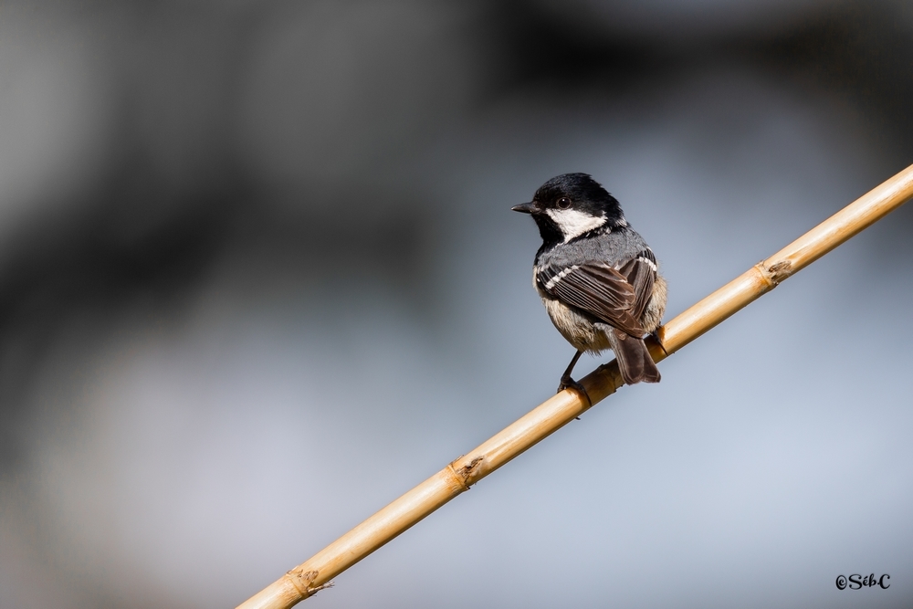 Mésange à tête noire 3.jpg