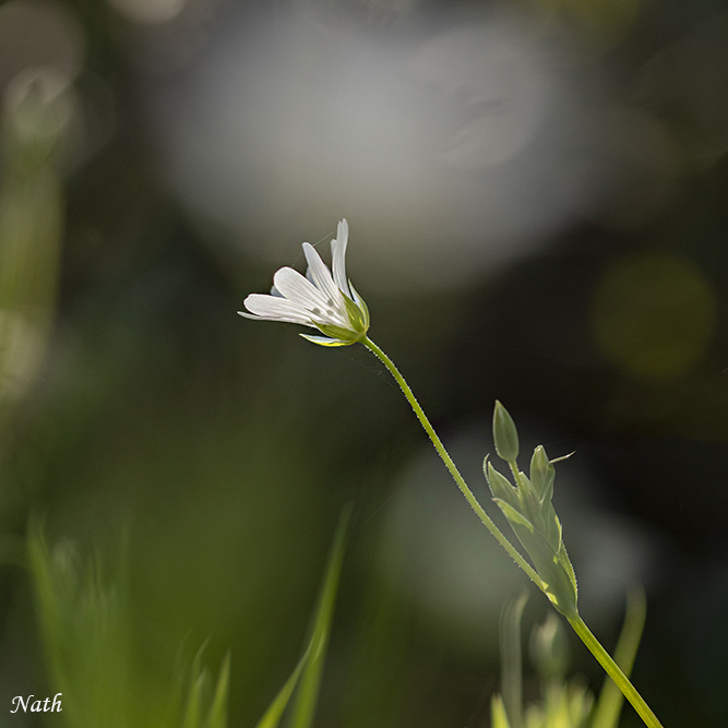 279325101_Stellaire_3b.jpg.14d90f590d5ebcd89095bb089f4d8b38.jpg