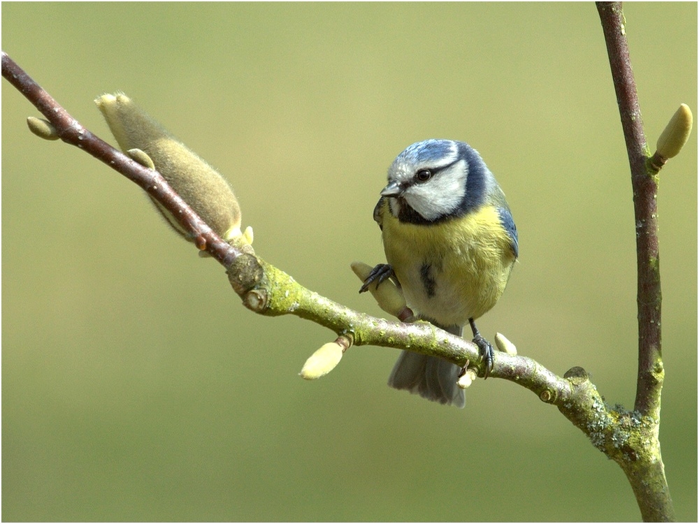 437588062_petitebleue1000-a-b.jpg.5fbd3d776ff282f55b392bb062170c46.jpg