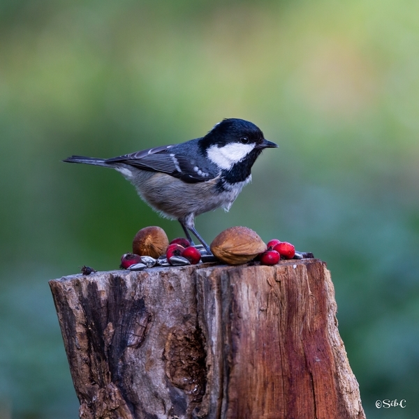 Mésange à tête noire 2.jpg