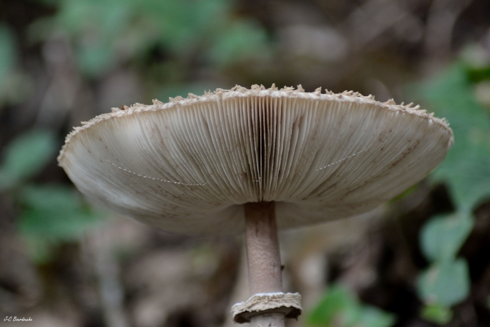 850640443_9septembre(46).JPG.14016f18c5e6a9d4f94899b932aae8a0.JPG