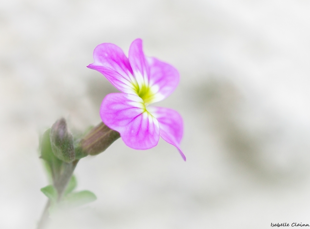 fleurs A 4fp.jpg