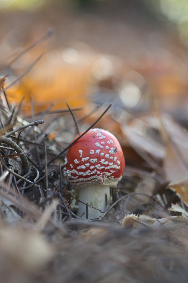 AMANITE.jpg.a7c8eb71fc87c1025ca84118e68976ce.jpg