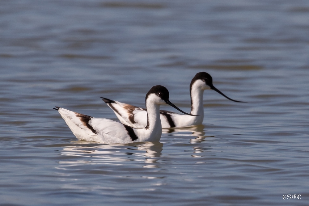 Avocette.jpg