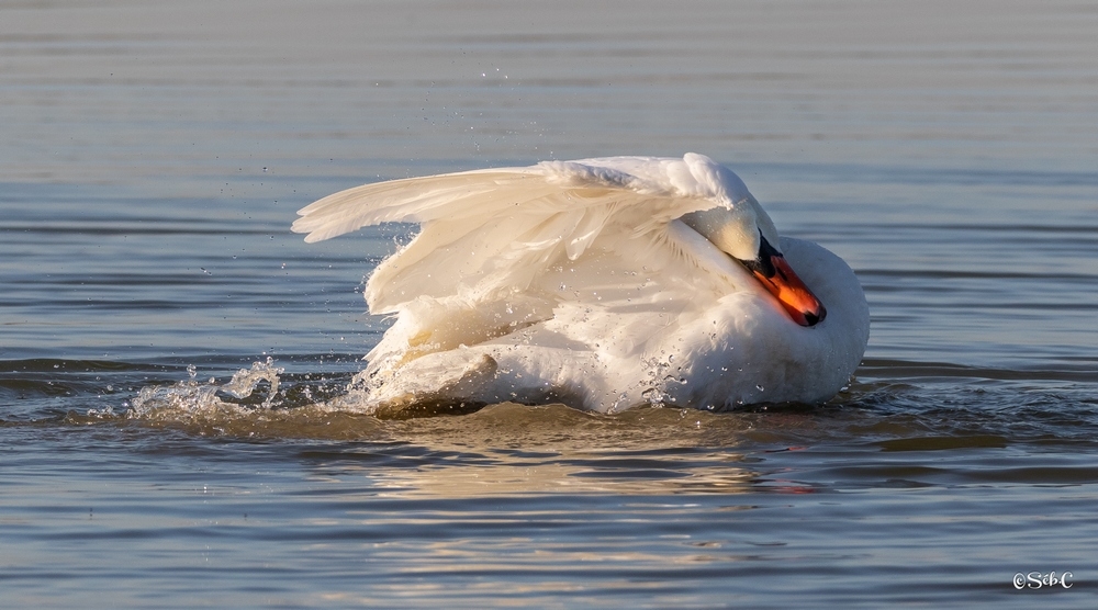 Cygne.jpg