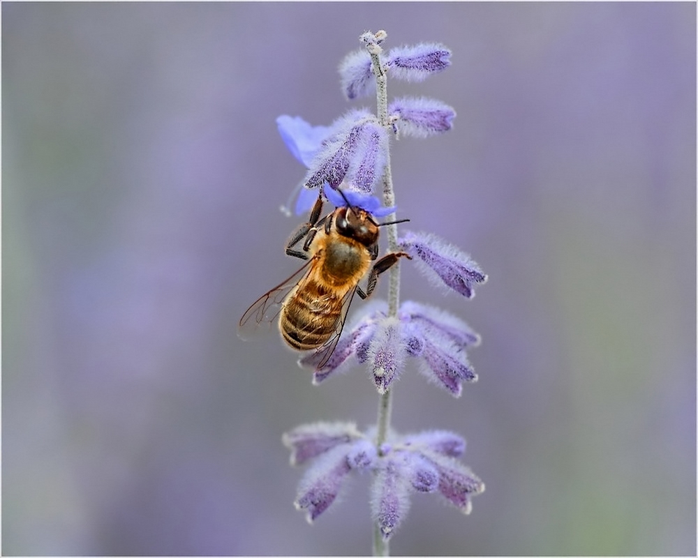 abeille-1000_f-a.jpg.04abad7ad5f46e849fddd8934510ec91.jpg